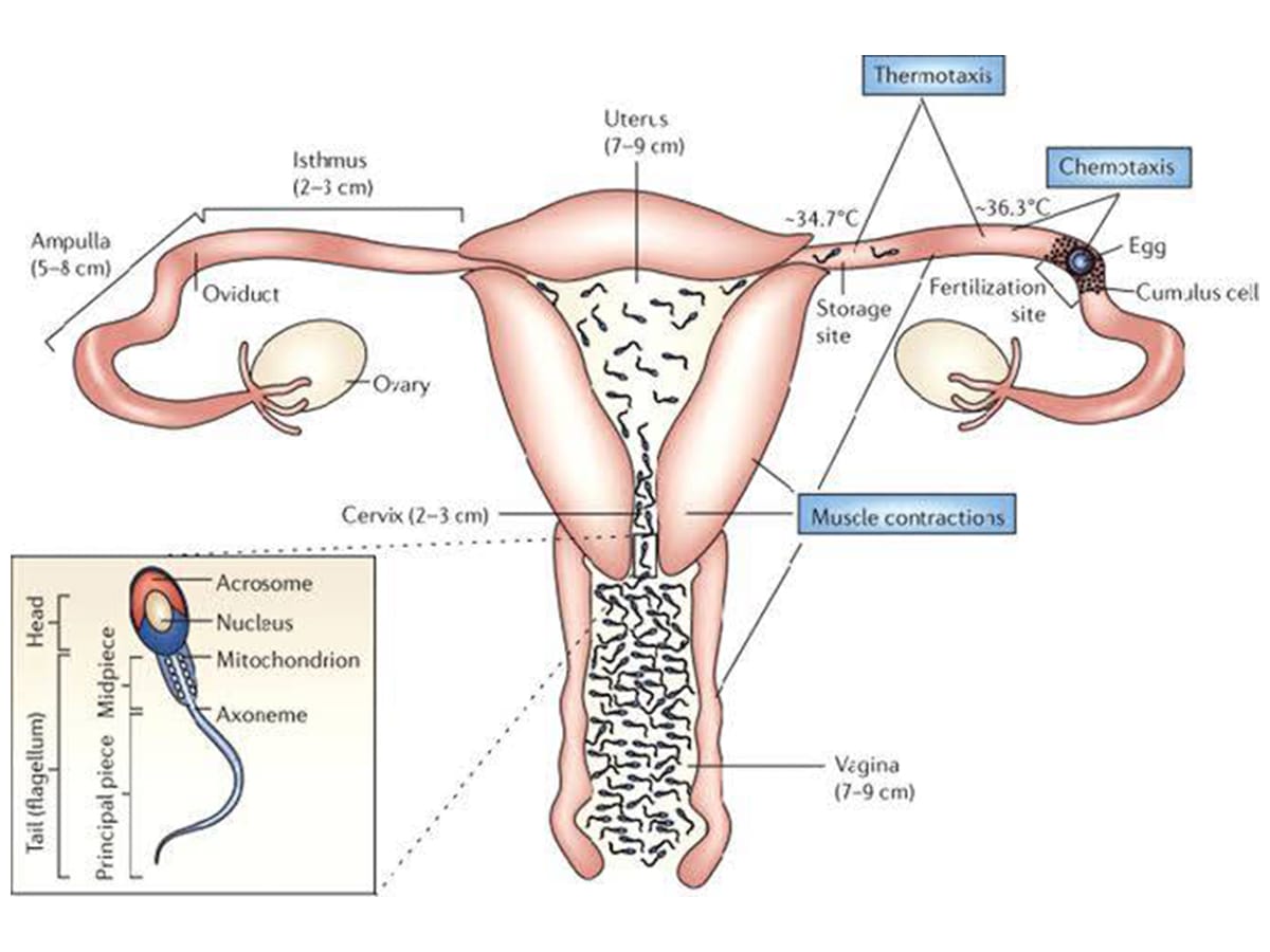 comprehensive-guide-to-understanding-sperm-dhc